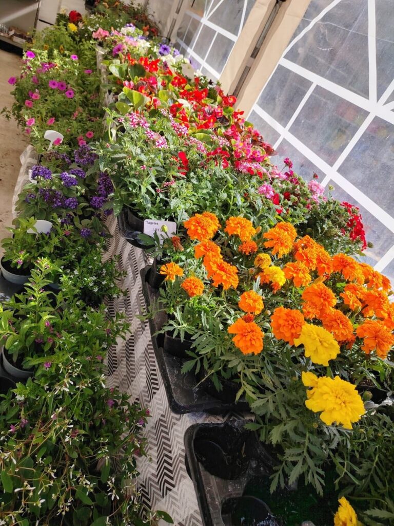 Záhradníctvo Anemonka. Kvety