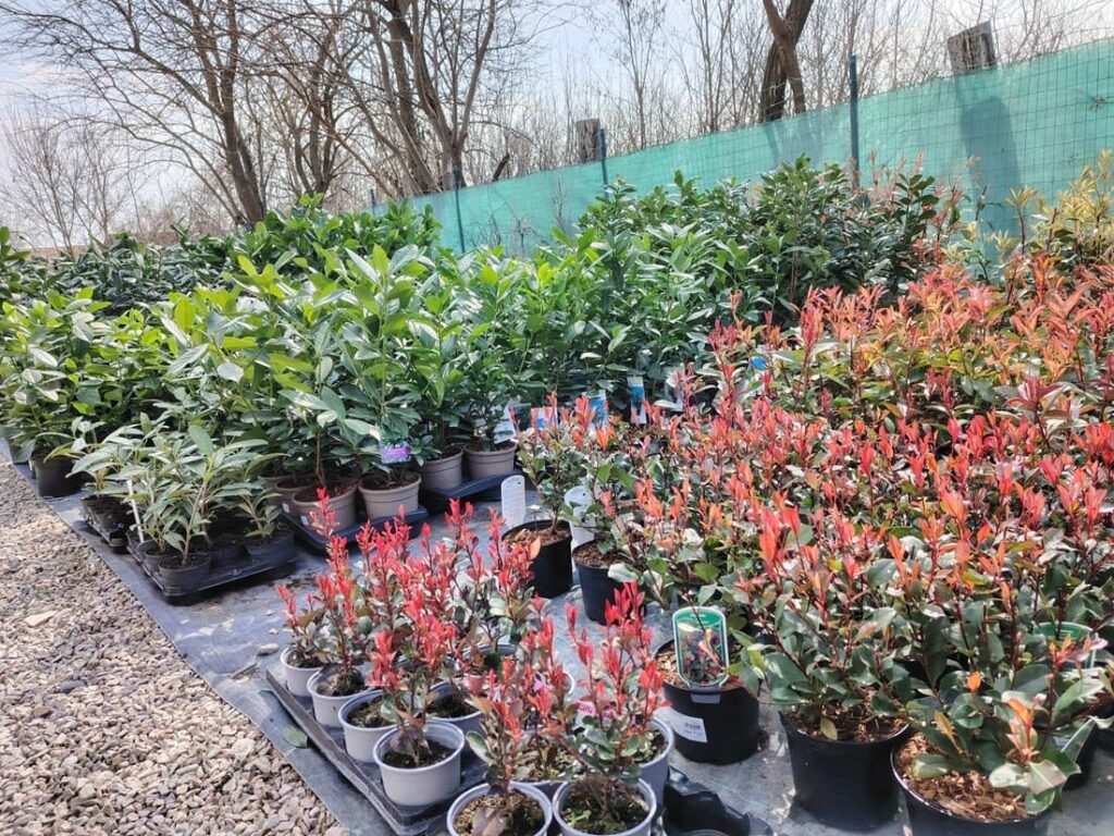 Záhradníctvo Anemonka. Stromčeky