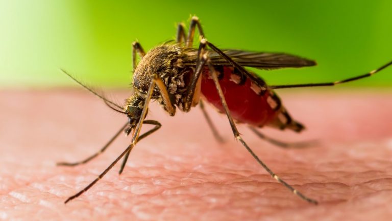 Ako úspešne bojovať proti komárom?