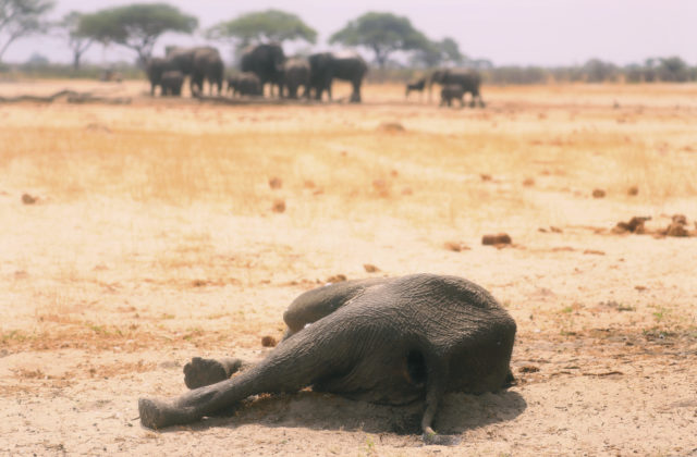 V Zimbabwe vyšetrujú úmrtie jedenástich slonov, prípad pripomína záhadnú smrť zvierat v Botswane