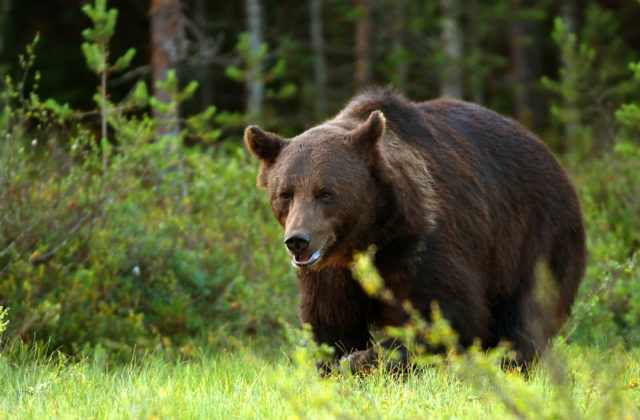 Rakúsky princ údajne neoprávnene zastrelil medveďa, úrady majú podozrenie z pytliactva