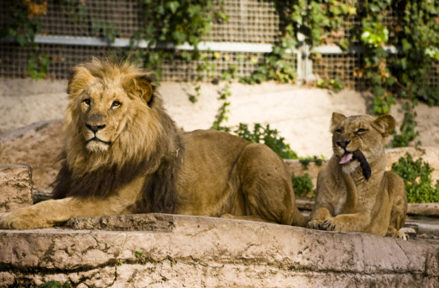 Zvieratá v pražskej zoologickej záhrade bojujú s koronavírusom, nakazili sa levy aj gorila