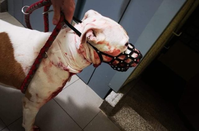 Bratislavčan podrezal svojho psa, hrozí mu až päť rokov za mrežami