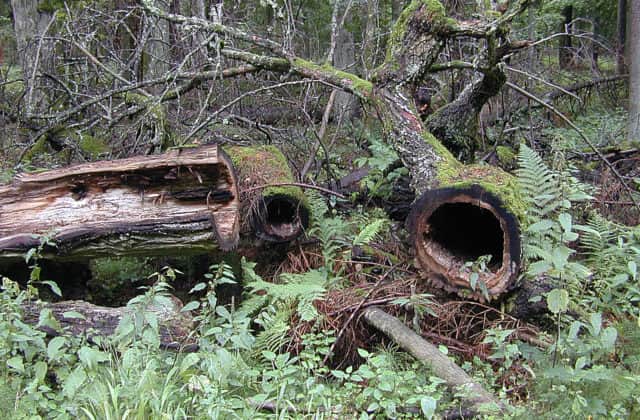 Poľsko obnoví ťažbu dreva v najstaršom a najväčšom európskom pralese