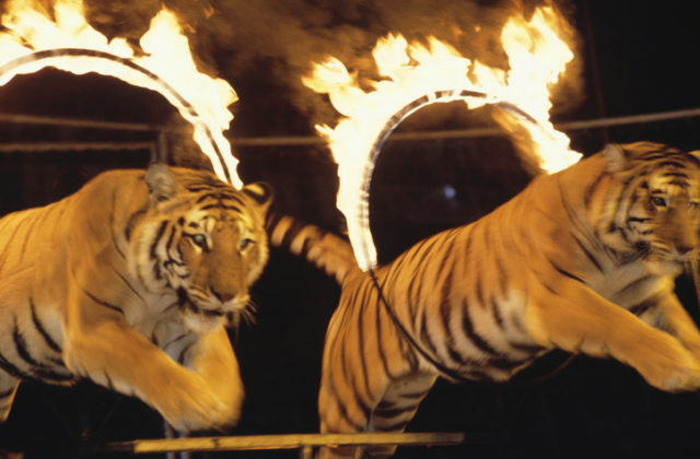 Sloboda zvierat požaduje zákaz divožijúcich zvierat v cirkusoch, pripája sa k európskej kampani