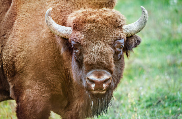 Veľký kaňon spúšťa netradičnú lotériu, šťastlivci budú môcť poľovať na bizóny
