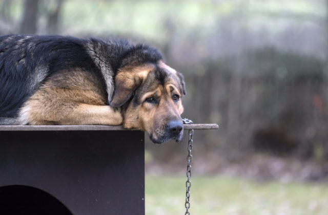 Psy by už nemali trpieť na reťaziach, ich uväzovanie by malo byť možné iba v určitých situáciách