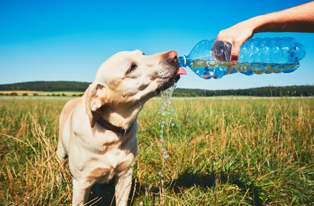 V horúčavách trpia aj zvieratá, nezabúdajme im dopriať tieň a dostatok pitnej vody