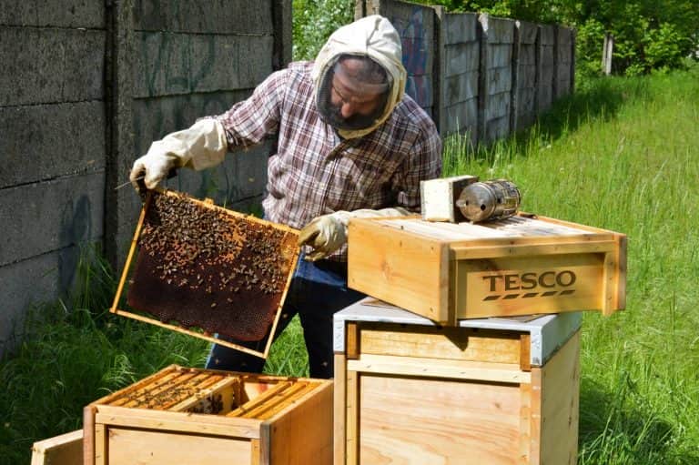 Bez včiel by chýbalo ovocie a zelenina, ale aj koreniny a oleje. Ako chrániť opeľovače?
