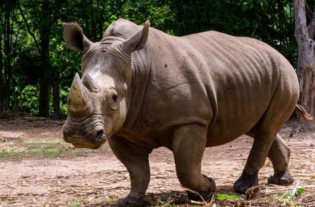 Ig Nobelove ceny sú rozdané, vyhral výskum nosorožcov zavesených hore nohami či odblokovanie upchatého nosa orgazmom