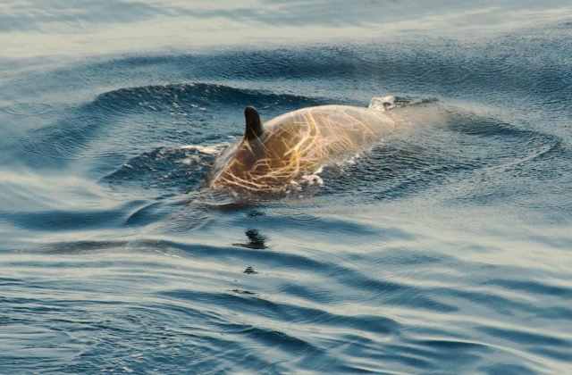 Na plytčine pri Aténach uviazlo mláďa veľryby, potápači ho dostali do mora, ale vrátilo sa späť