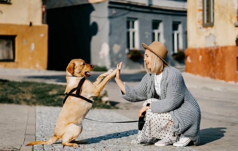 Užitočná a efektívna psychohygiena pre lepšie výkon v práci – venčenie  psov (nielen) z útulkov