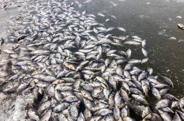 V Bisajskom zálive došlo k masívnemu úhynu rýb, Francúzsko a EÚ zahájilo vyšetrovanie (video)