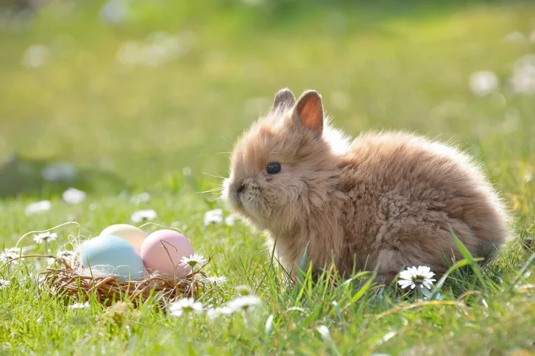9 faktov o veľkonočnom zajačikovi, ktoré ste nevedeli