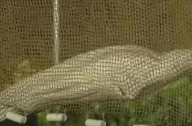 Samca beluhy žltobielej uviaznutého v Seine museli umrtiť, zviera bolo vysilené a trpelo bolesťami (video)