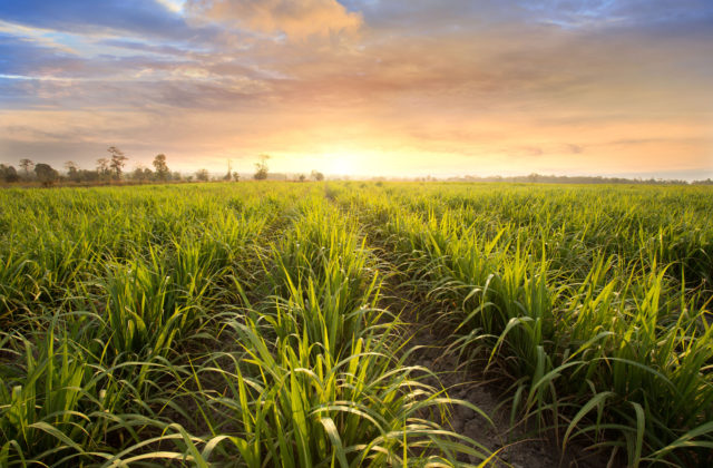 ZVVB: Biopalivá nie sú príčinou rastu cien potravín