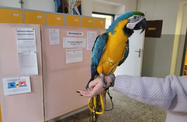 Referendum 2023 spestril aj hovoriaci modro-žltý papagáj Charlie (foto)