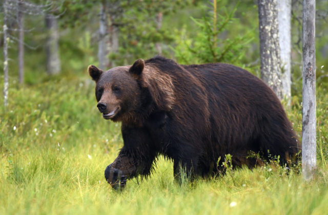 Muža počas prechádzky napadol medveď, skončil s poraneným lýtkom