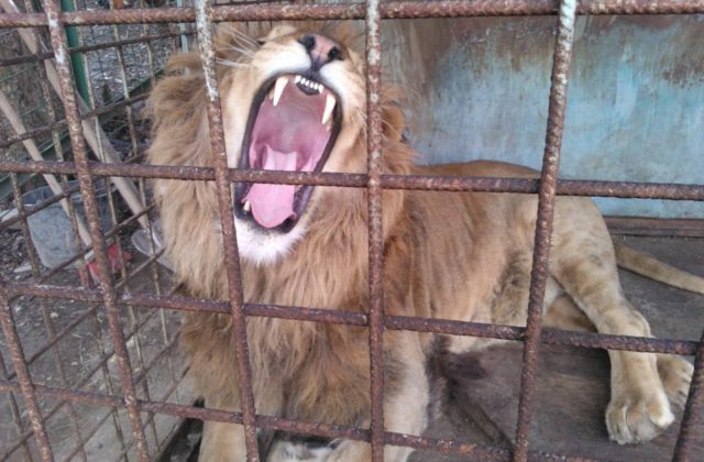 Zvieratám z minizoo, kde lev zabil svojho majiteľa, hrozí utratenie