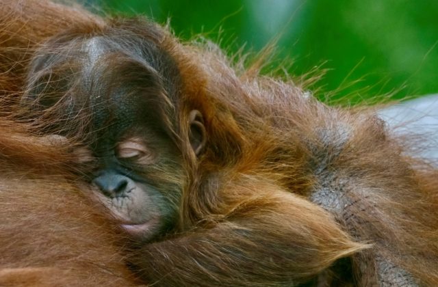 Bratislavská ZOO sa teší novému prírastku, návštevníci môžu uvidieť mláďa orangutana sumatrianskeho
