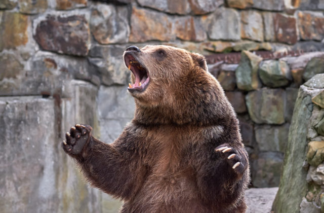 Zoologická záhrada v Číne popiera, že medvede sú v skutočnosti „prestrojení ľudia“