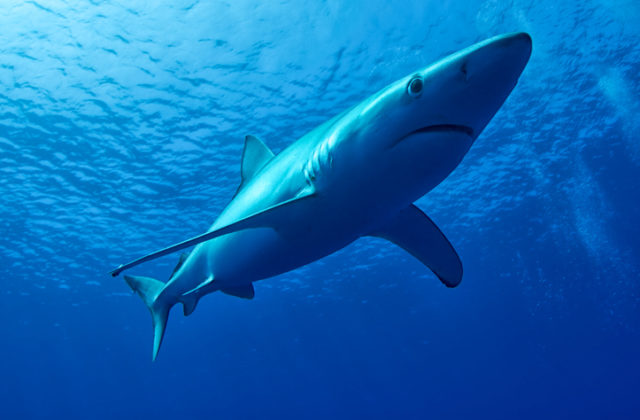 Nový druh žraloka objavili vedci v Austrálii, zuby má podobné tým ľudským