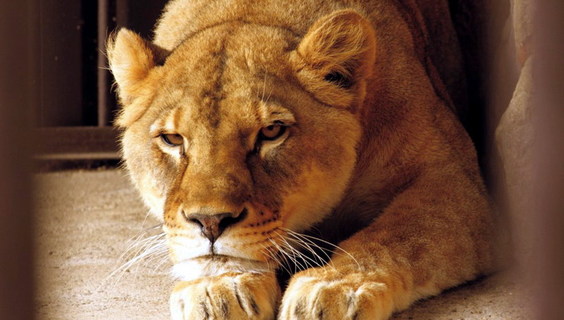 zoo park