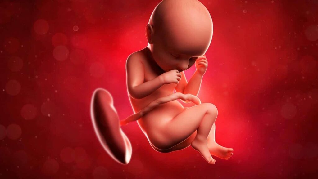 placenta